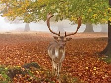 Stag at Knole