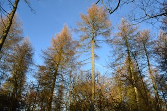 Larches point 2