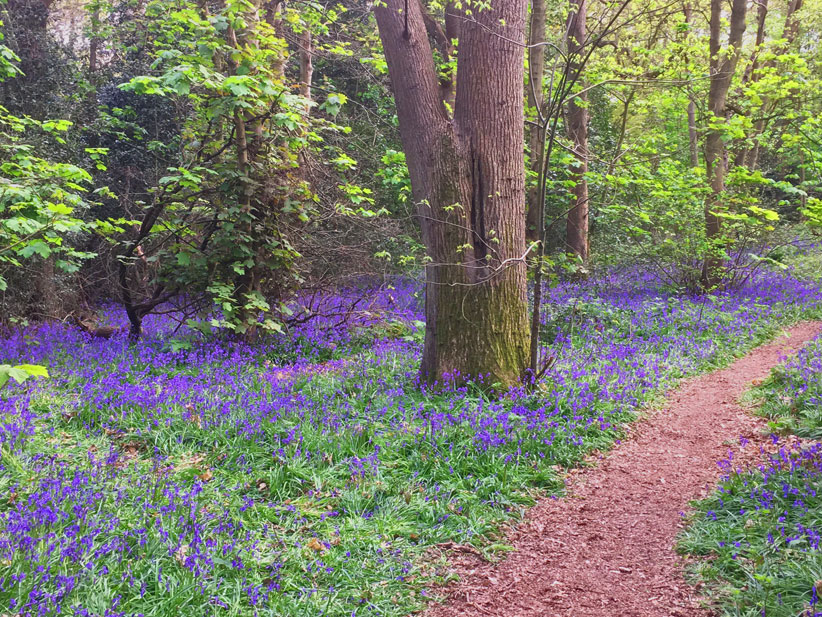 Bluebells in the woods at Beckenham Place Park