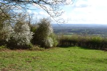 Blackthorn blossom, One Tree Hill, Sevenoaks, Kent