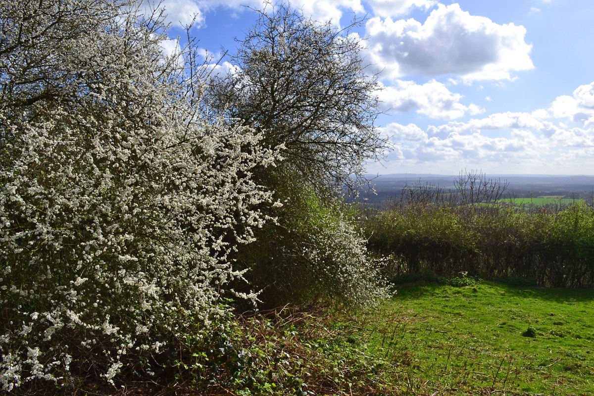 Blackthorn blossom on One Tree Hill, Sevenoaks, Kent