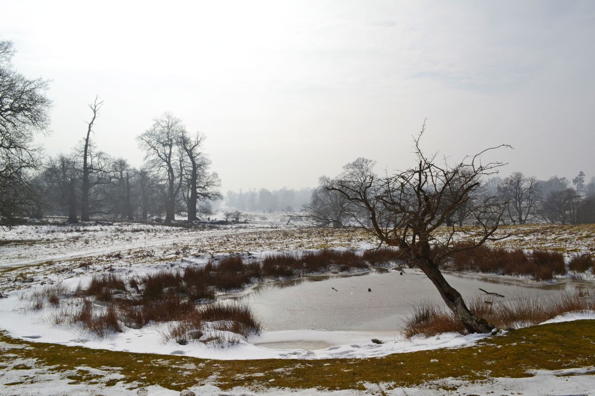 Pond at Knole in snow; March 2018