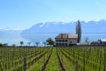 Vineyards Switzerland, April