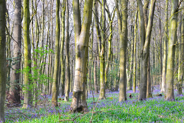 Meenfield Wood bluebells