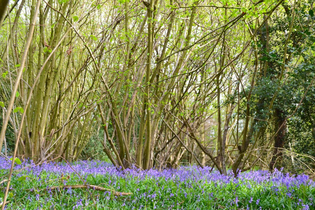 New Year's Wood: early bluebells