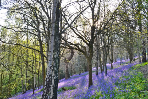 The inaugural ‘Bluebells of north-west Kent’ award goes to …