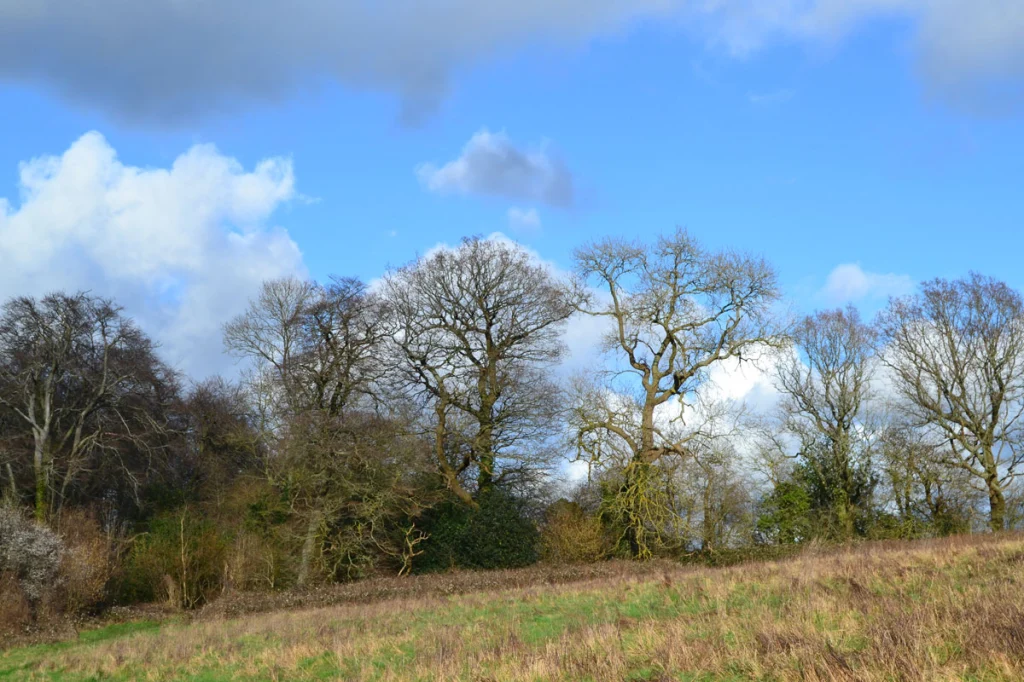 Beech trees, Downe, February