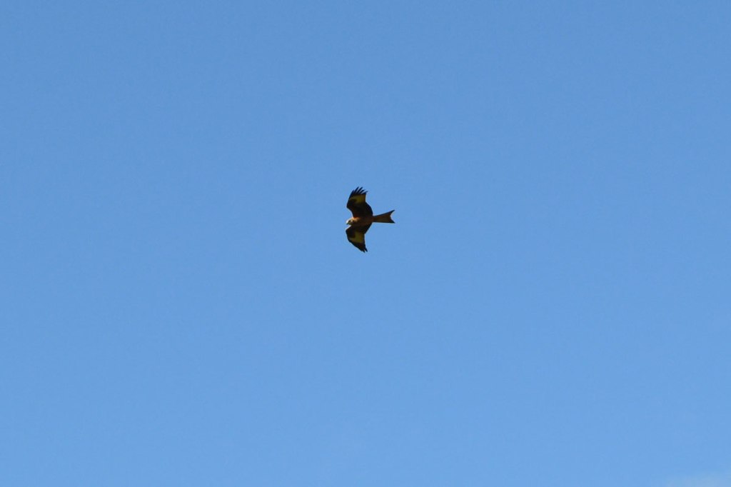 Red kite, Downe, February