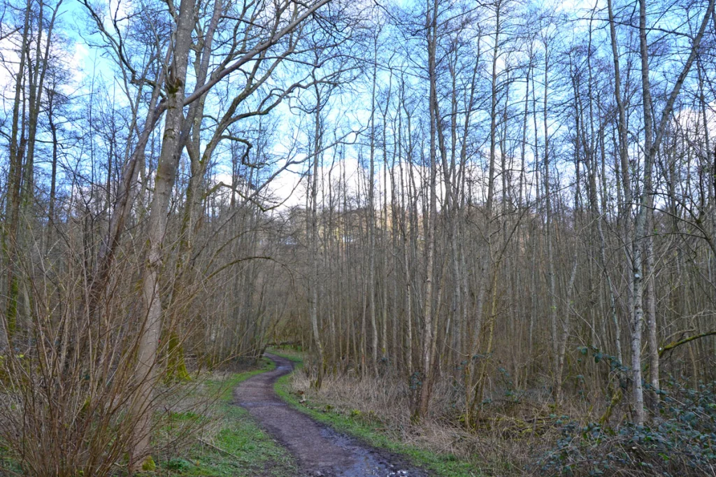 Scords Wood, awaiting signs of spring