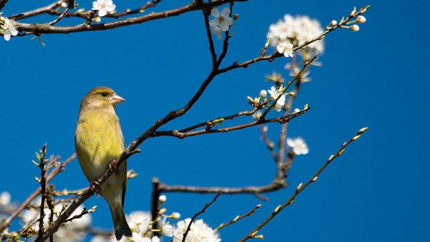 How to identify birds by their songs and calls